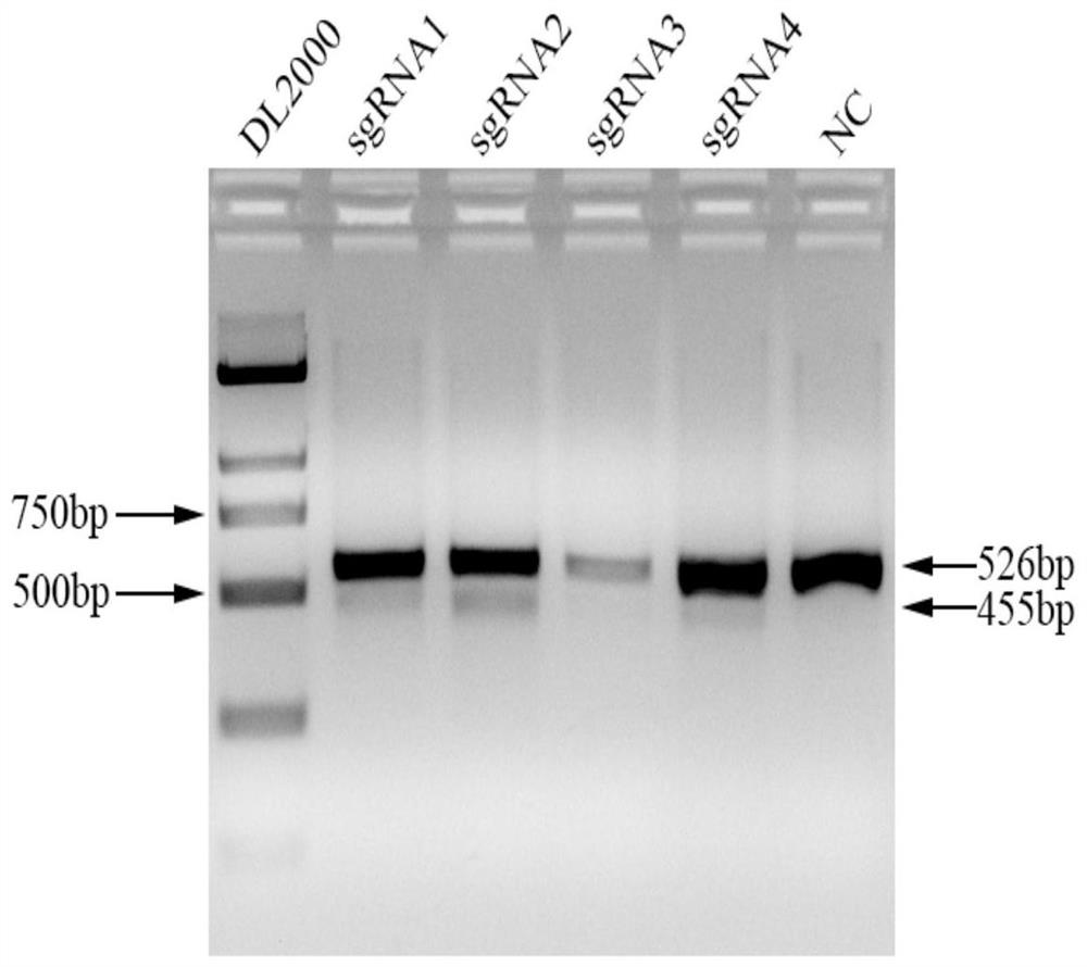 Two sgRNA guide sequences specifically targeting pig Pax7 gene and application