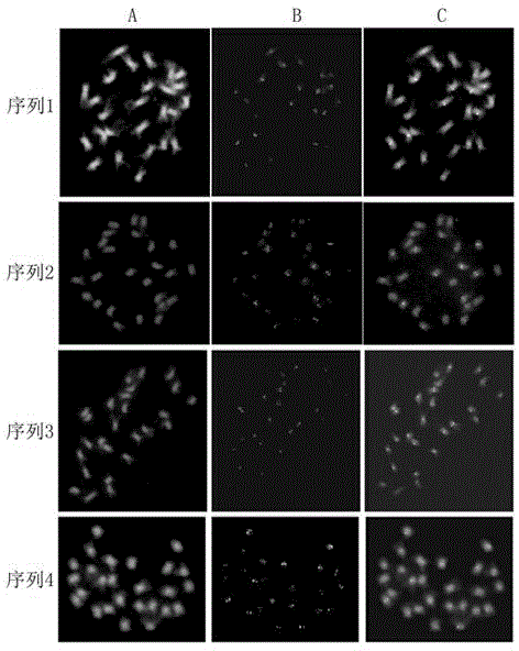 Gossypium raimondii functional centromere sequence and molecular marker of same