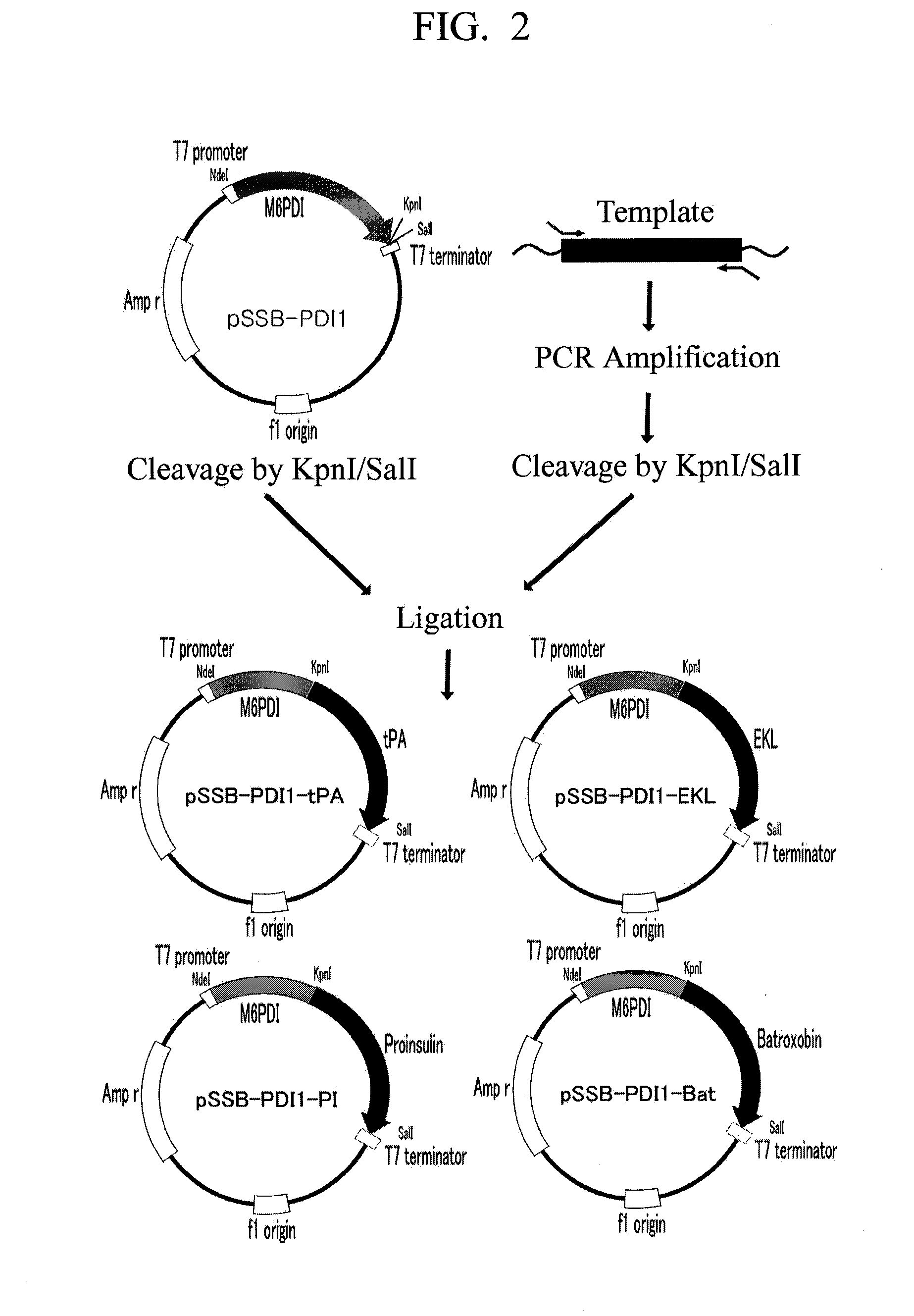 Method for preparing soluble and active recombinant proteins using pdi as a fusion partner