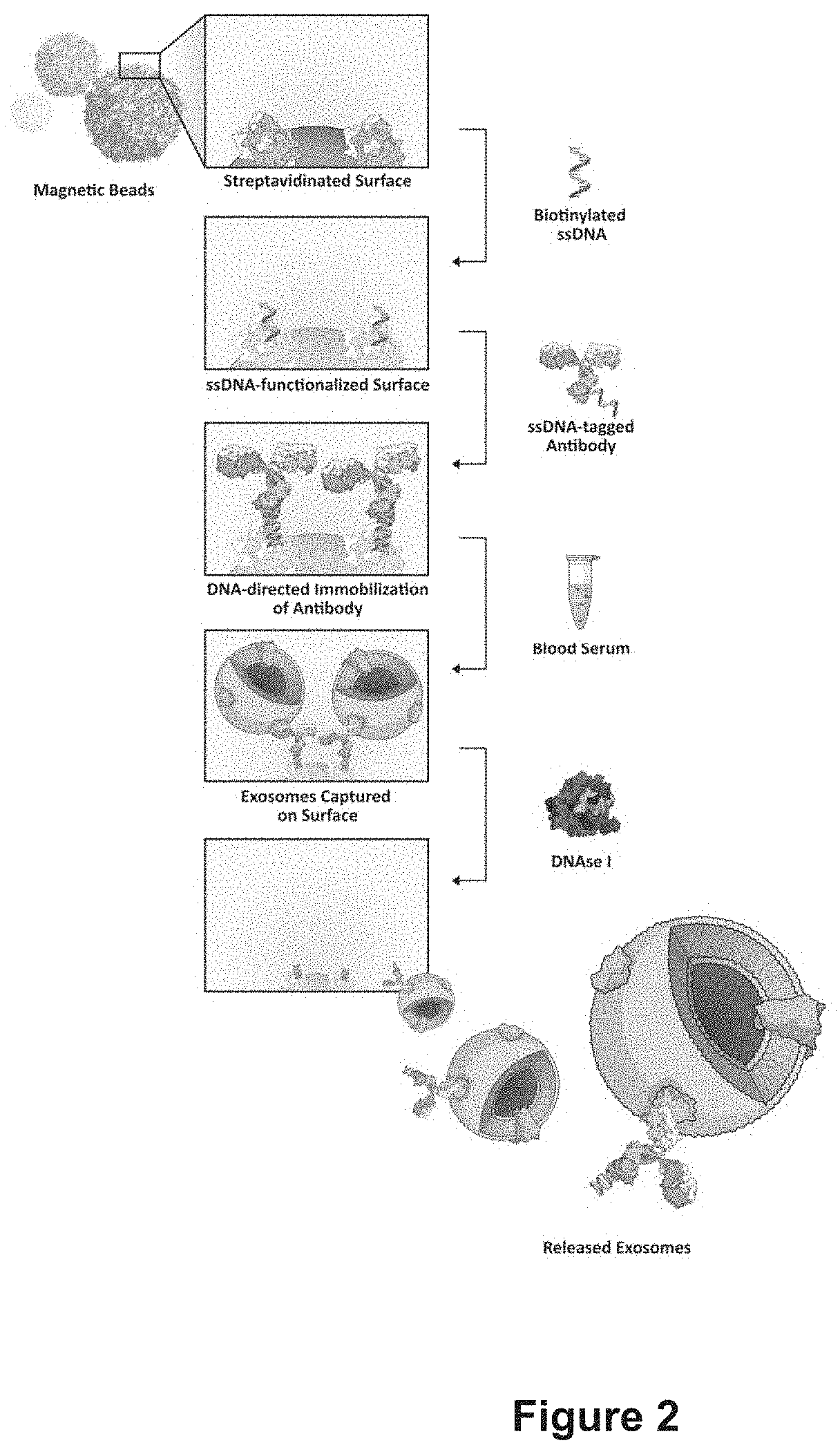 Method for the isolation of intact extracellular vesicles