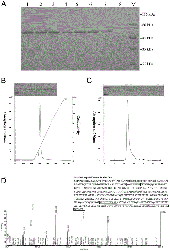 Novel mycobacterium tuberculosis extracellular nuclease and application thereof
