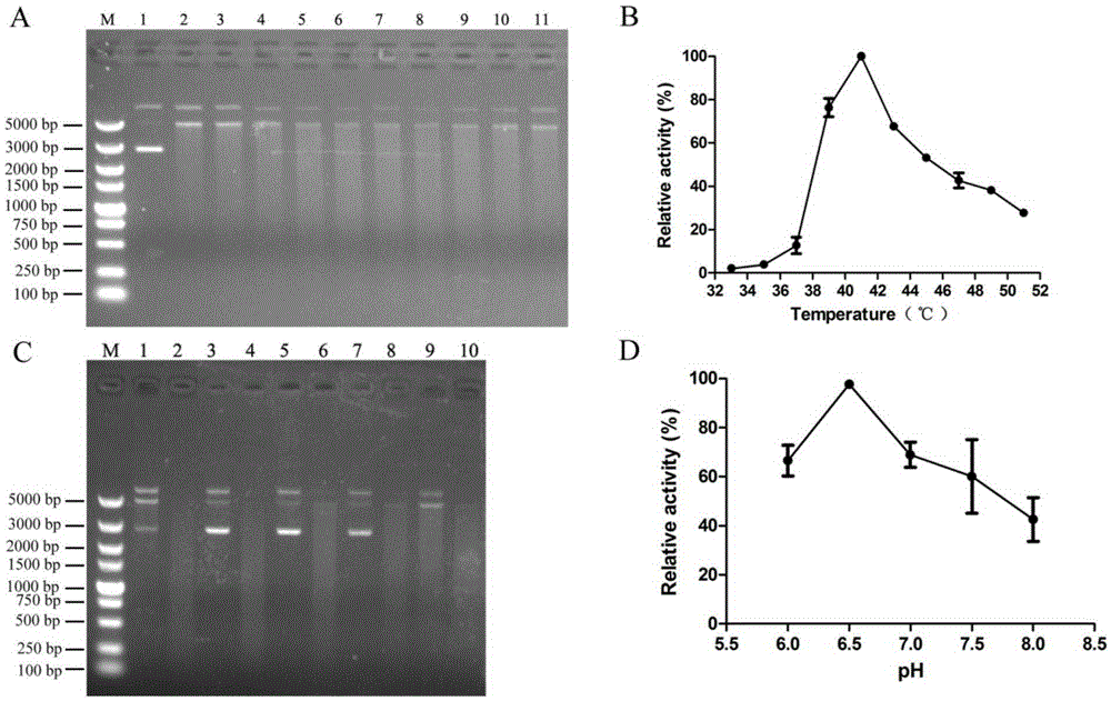 Novel mycobacterium tuberculosis extracellular nuclease and application thereof