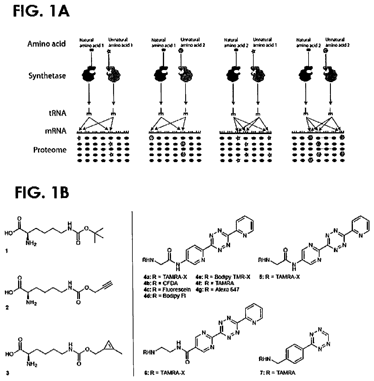 Cyclopropene amino acids and methods