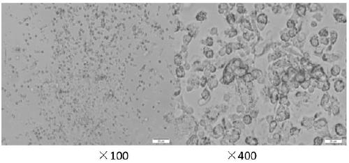 New uses of cd133 plasmid