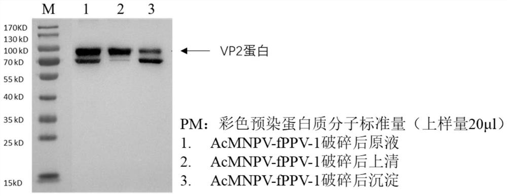 Recombinant baculovirus for expressing porcine parvovirus VP2 protein as well as preparation method and application of recombinant baculovirus