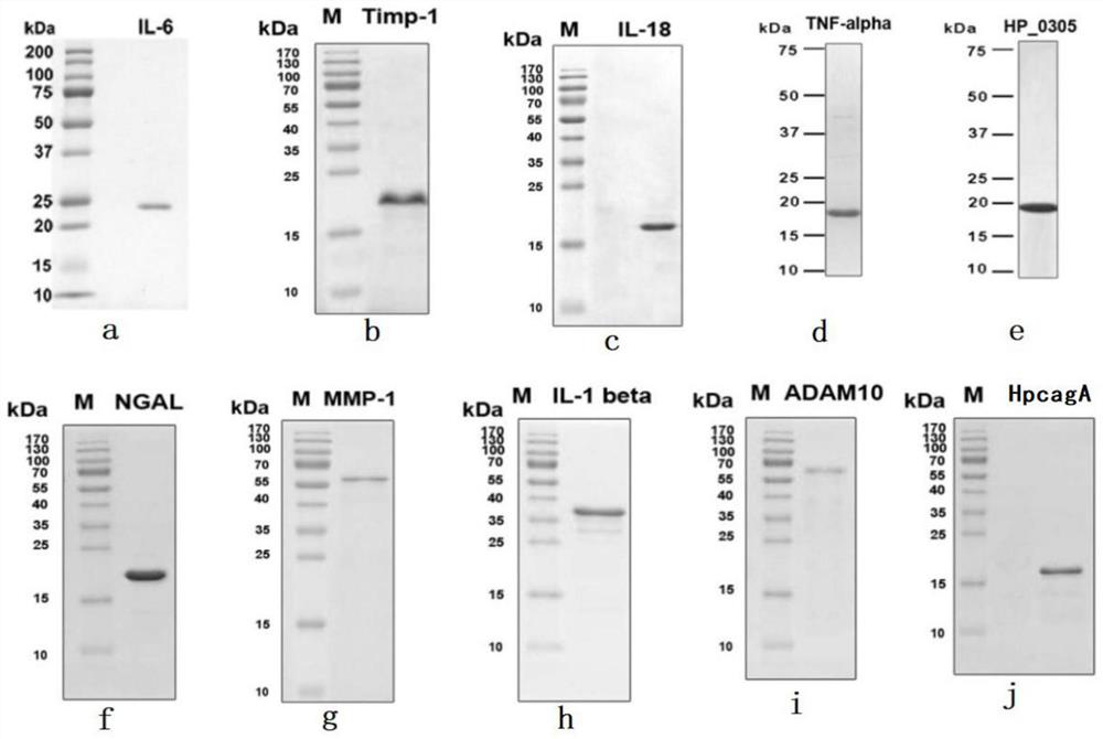 Biomarker composition for detecting gastric cancer autoantibody and application of biomarker composition