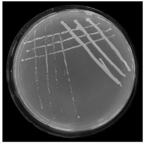 A Cassia rhizobia txn1 and its application