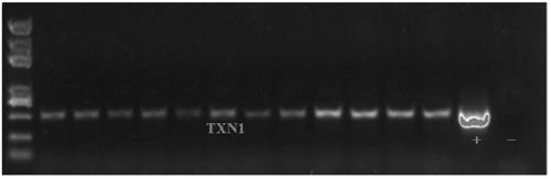 A Cassia rhizobia txn1 and its application