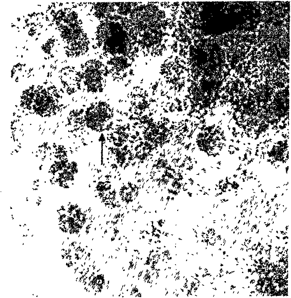 Method for in-situ preparation of carbon coated nickel-particle doped MgB2 superconductive material