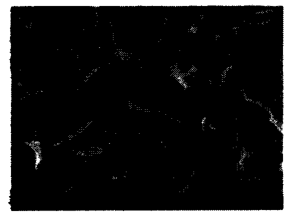 Method for preparing fluorine- and -nitrogen-doped graphene-like laminated material