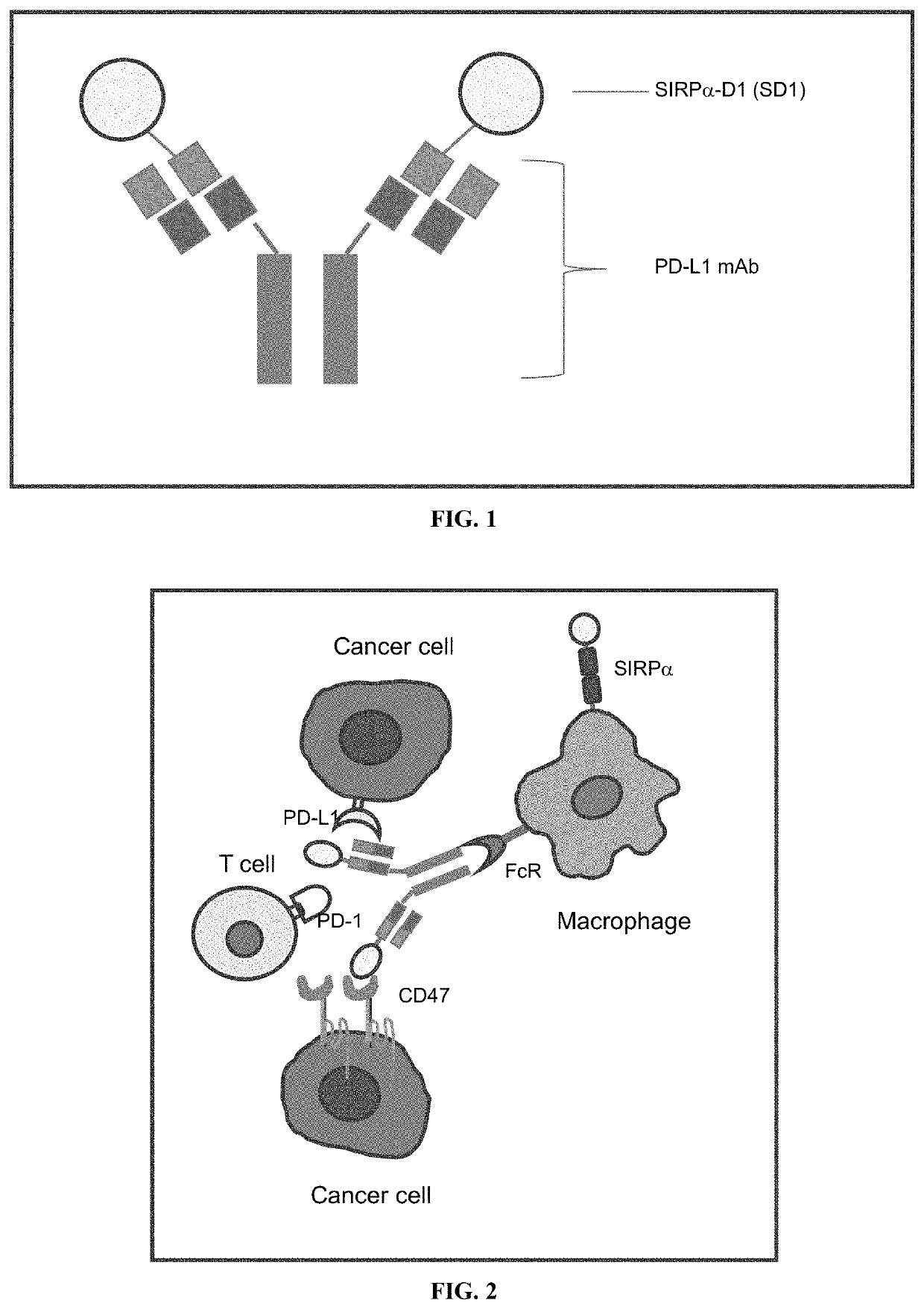 Recombinant fusion protein containing an anti-PD-L1 antibody
