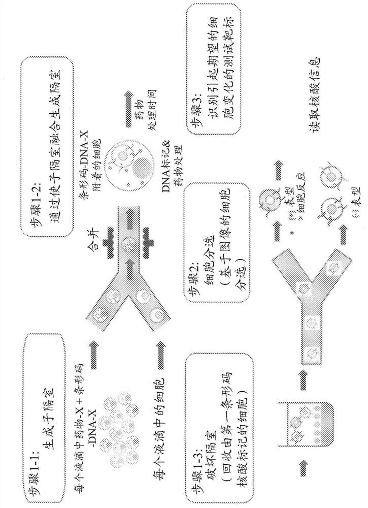 Novel cell phenotype screening method