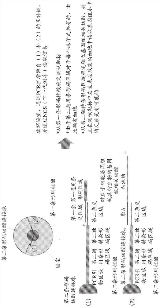 Novel cell phenotype screening method