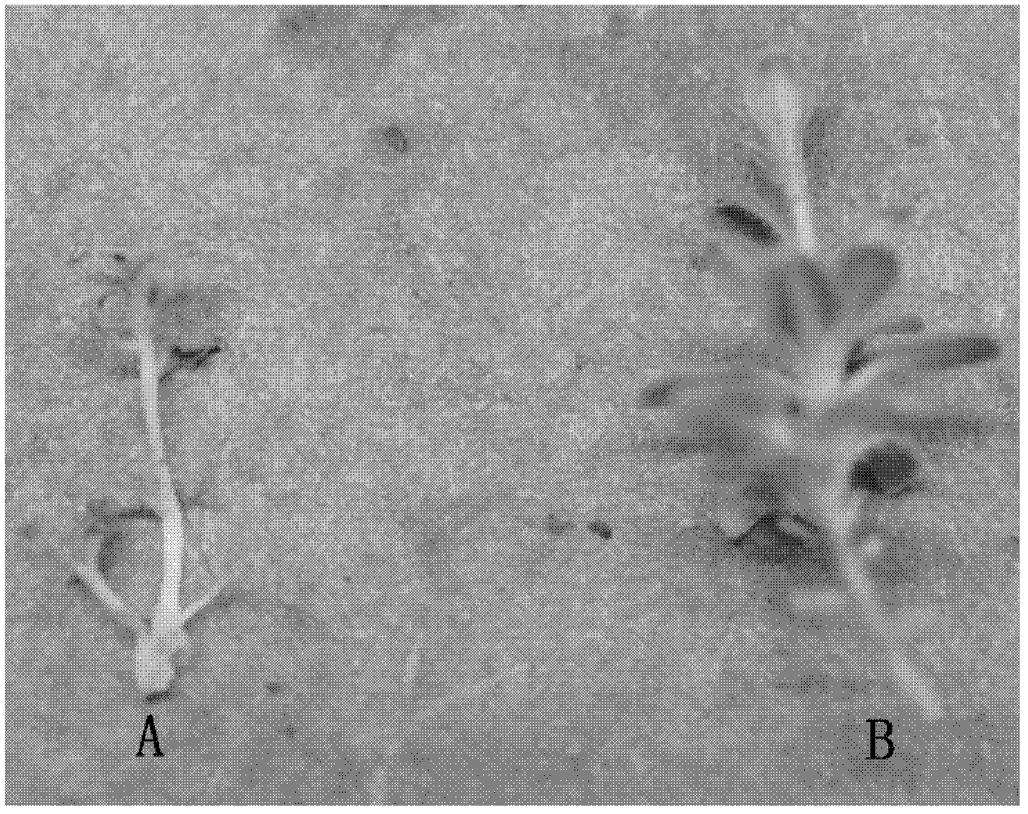 Method for obtaining regeneration plants of petunia hybrida by anther culture