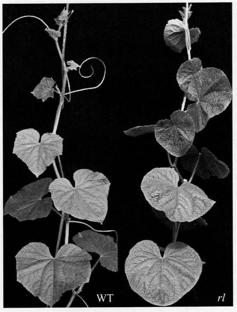 A protein related to the regulation of cucumber round leaf traits, its coding gene and application