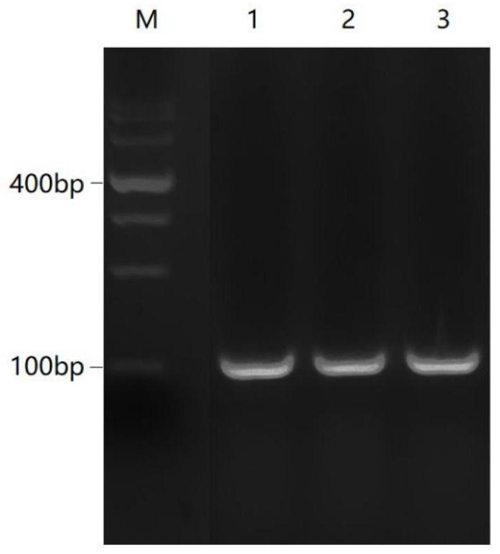Construction method of porcine TFF1 gene knockout cell line based on CRISPR-Cas9 gene editing technology