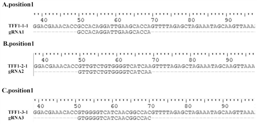 Construction method of porcine TFF1 gene knockout cell line based on CRISPR-Cas9 gene editing technology