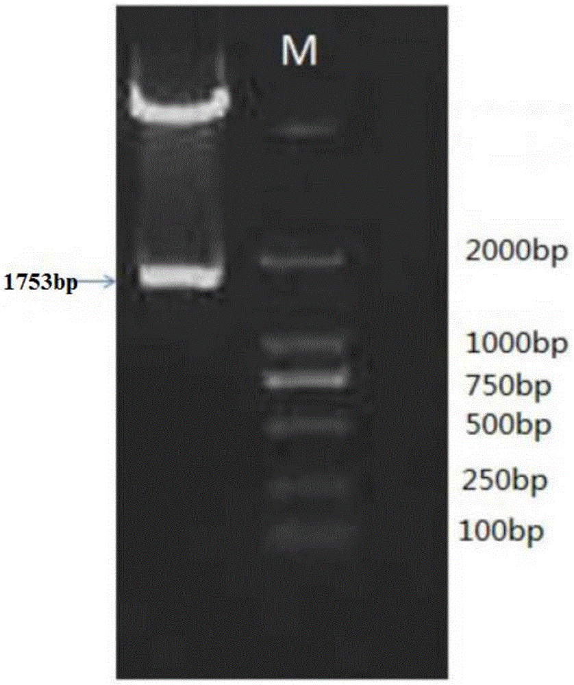 Specific expression promoter OsAnth1 for rice anthers