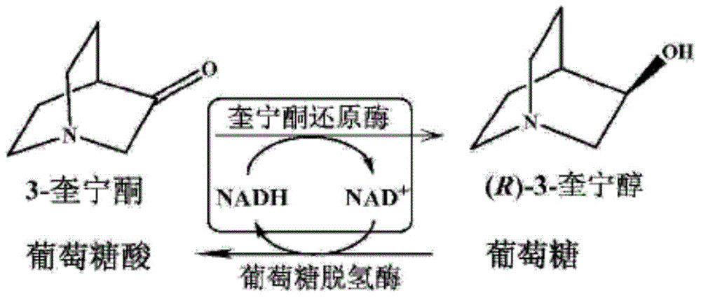 Preparation method of quininone reductase RrQR, and application of quininone reductase RrQR in preparation of (R)-3-quinuclidinol