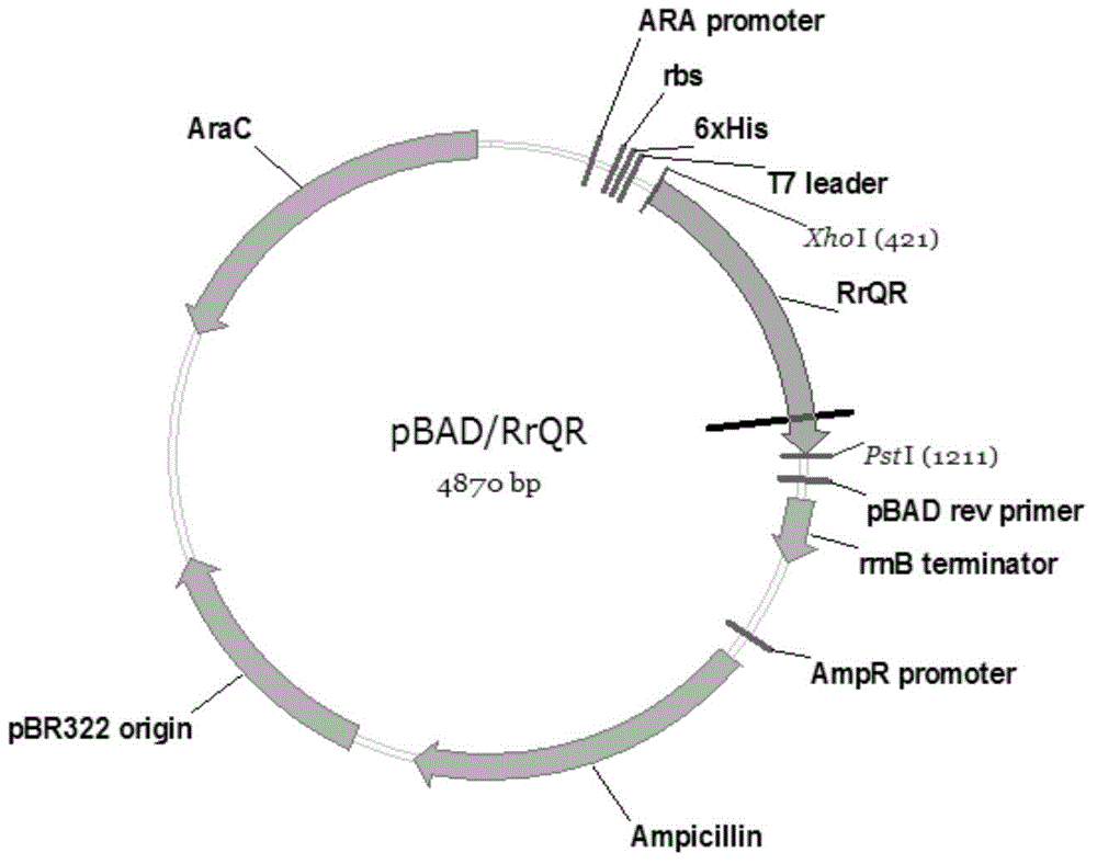 Preparation method of quininone reductase RrQR, and application of quininone reductase RrQR in preparation of (R)-3-quinuclidinol