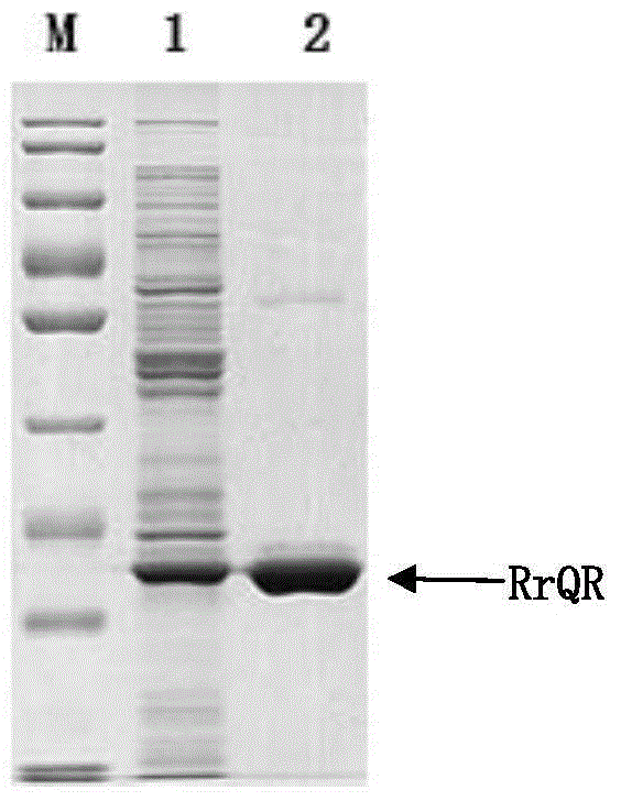 Preparation method of quininone reductase RrQR, and application of quininone reductase RrQR in preparation of (R)-3-quinuclidinol