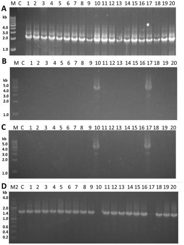 A method and application of improving the application efficiency of gene targeting technology in Aspergillus terreus