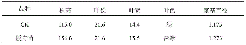 A kind of Scrophulariaceae breeding method