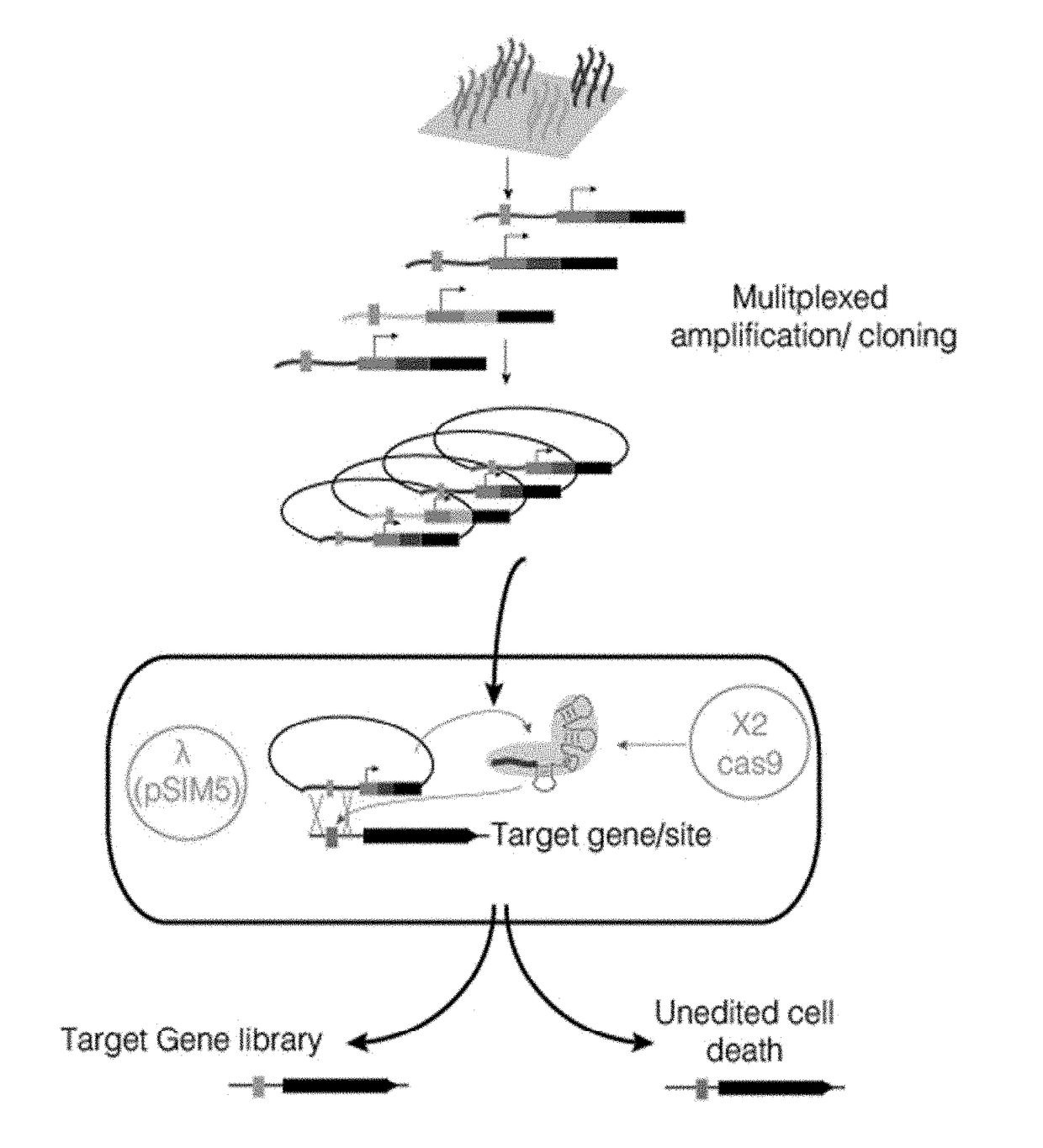 Crispr enabled multiplexed genome engineering