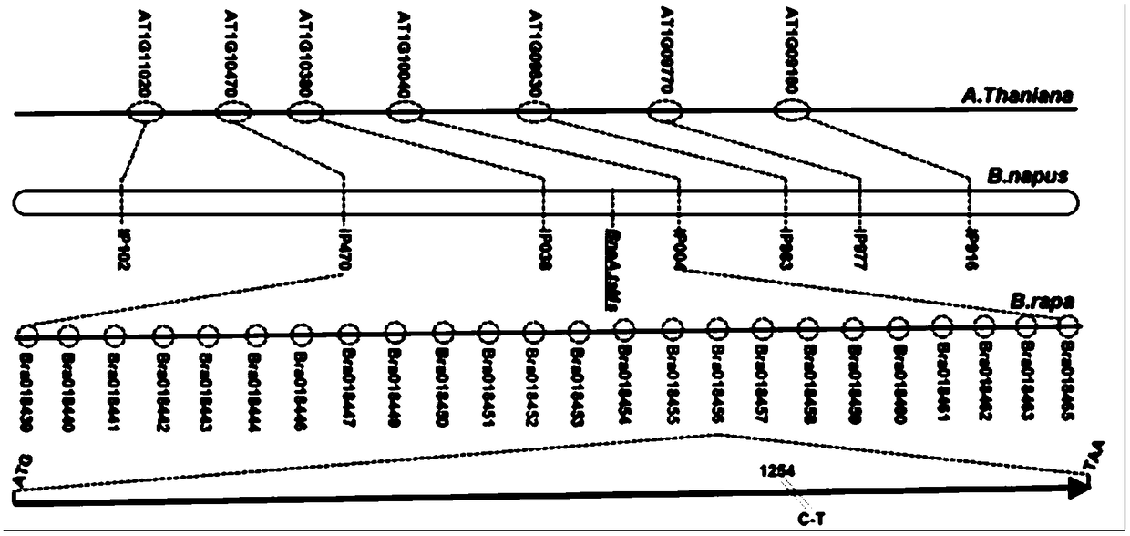 Brassica napus thermosensitive dominant nuclear sterile gene bnaatsms