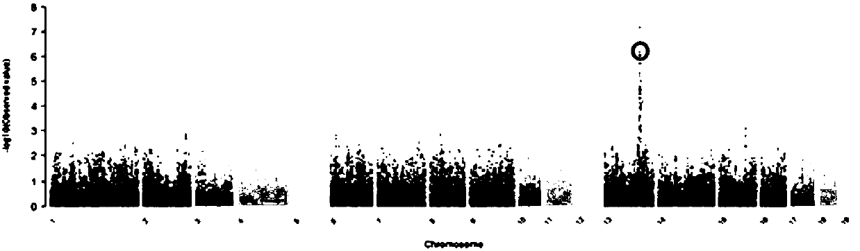 SNP marker related to enterotoxigenic Escherichia coli F4 type piglet diarrhea resistance and detection method