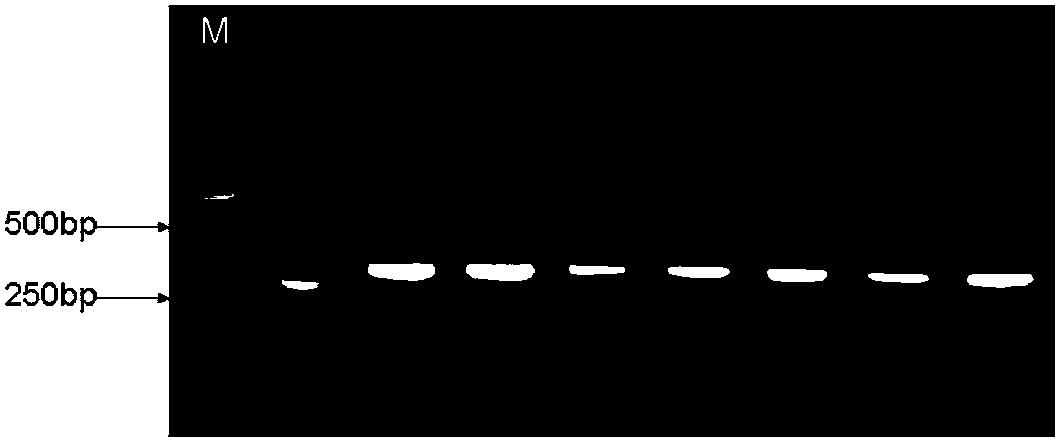 SNP marker related to enterotoxigenic Escherichia coli F4 type piglet diarrhea resistance and detection method