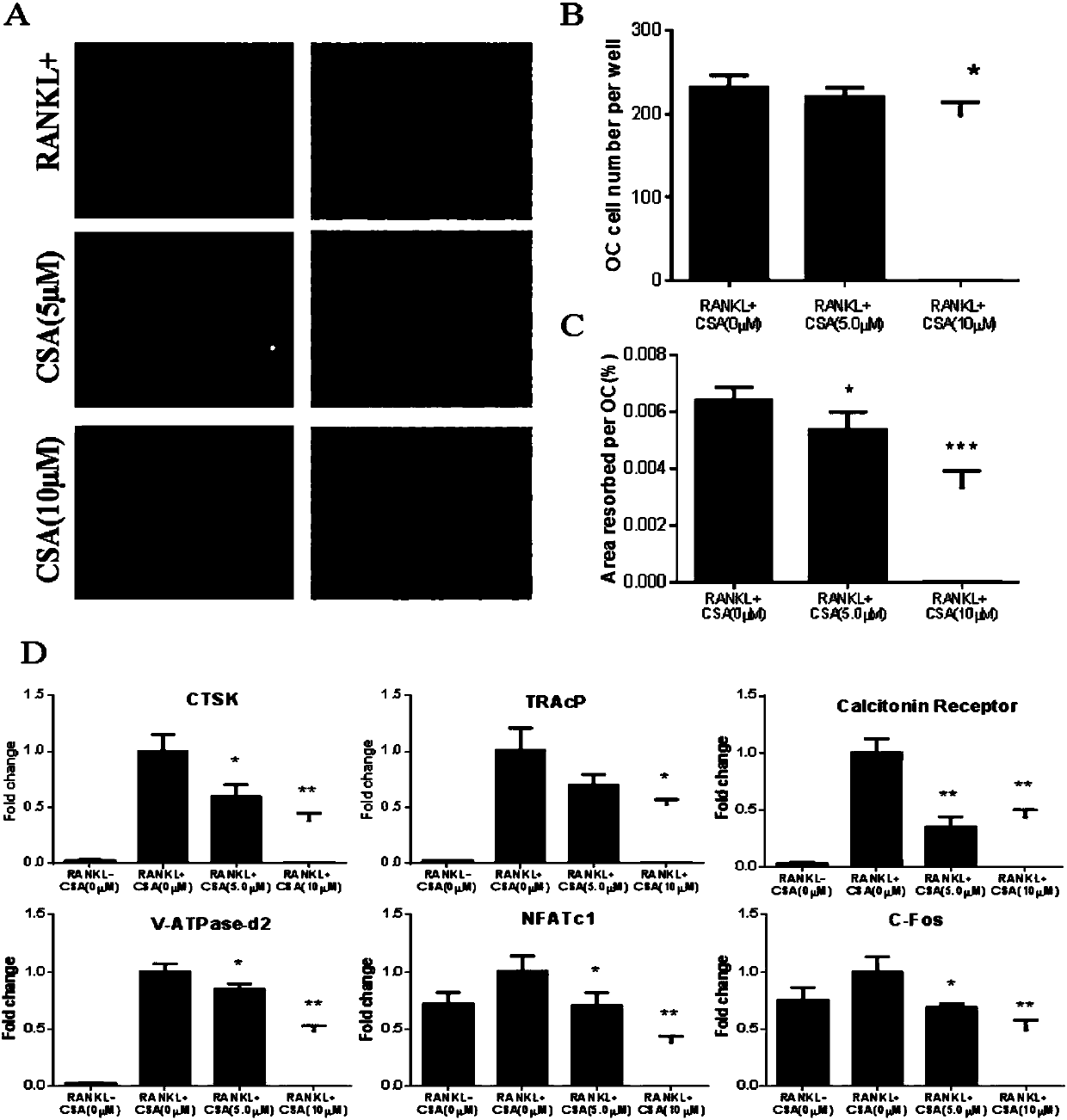 Application of Longistyline A-2-carboxylic acid in osteoclast formation inhibiting and osteoporosis preventing medicines