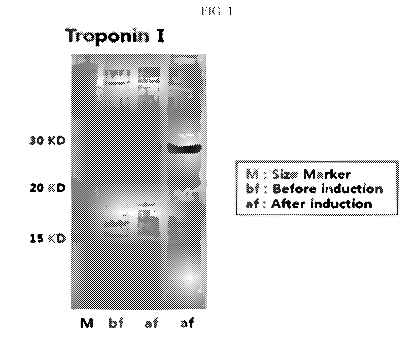 DNA aptamer specifically binding to human cardiac troponin i