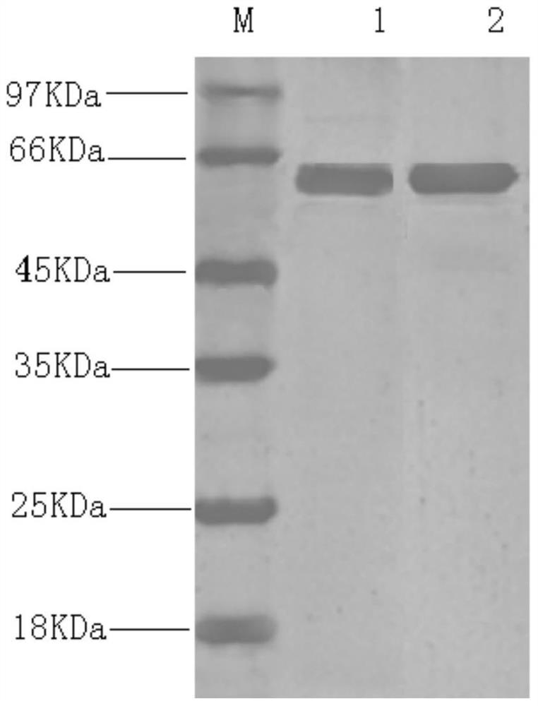 A triple vaccine against porcine parvovirus, porcine epidemic diarrhea and Escherichia coli