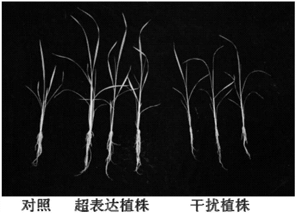 Application of amino acid transport gene OsAAP1 to promotion of rice growth in low nitrogen