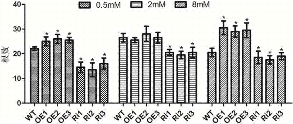 Application of amino acid transport gene OsAAP1 to promotion of rice growth in low nitrogen