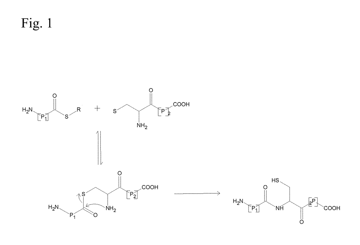 Production of thioesters using sortase