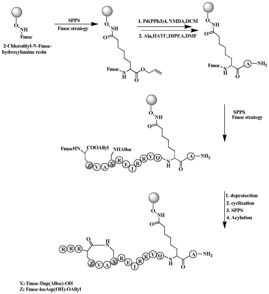 A kind of stable polypeptide inhibitor targeting hdac and use thereof