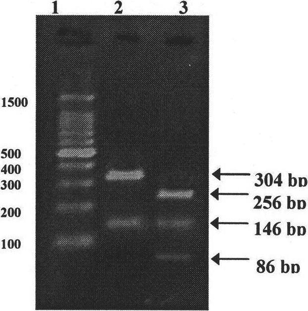 PCR quick detection method for bee European foul brood