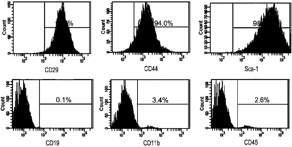 Construction method of mouse bone marrow mesenchymal stem cell lines