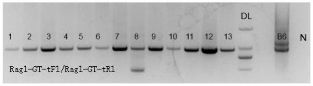 A preparation method and application of a rag1 gene-deficient animal model