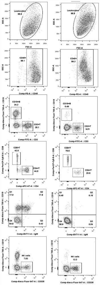 A preparation method and application of a rag1 gene-deficient animal model