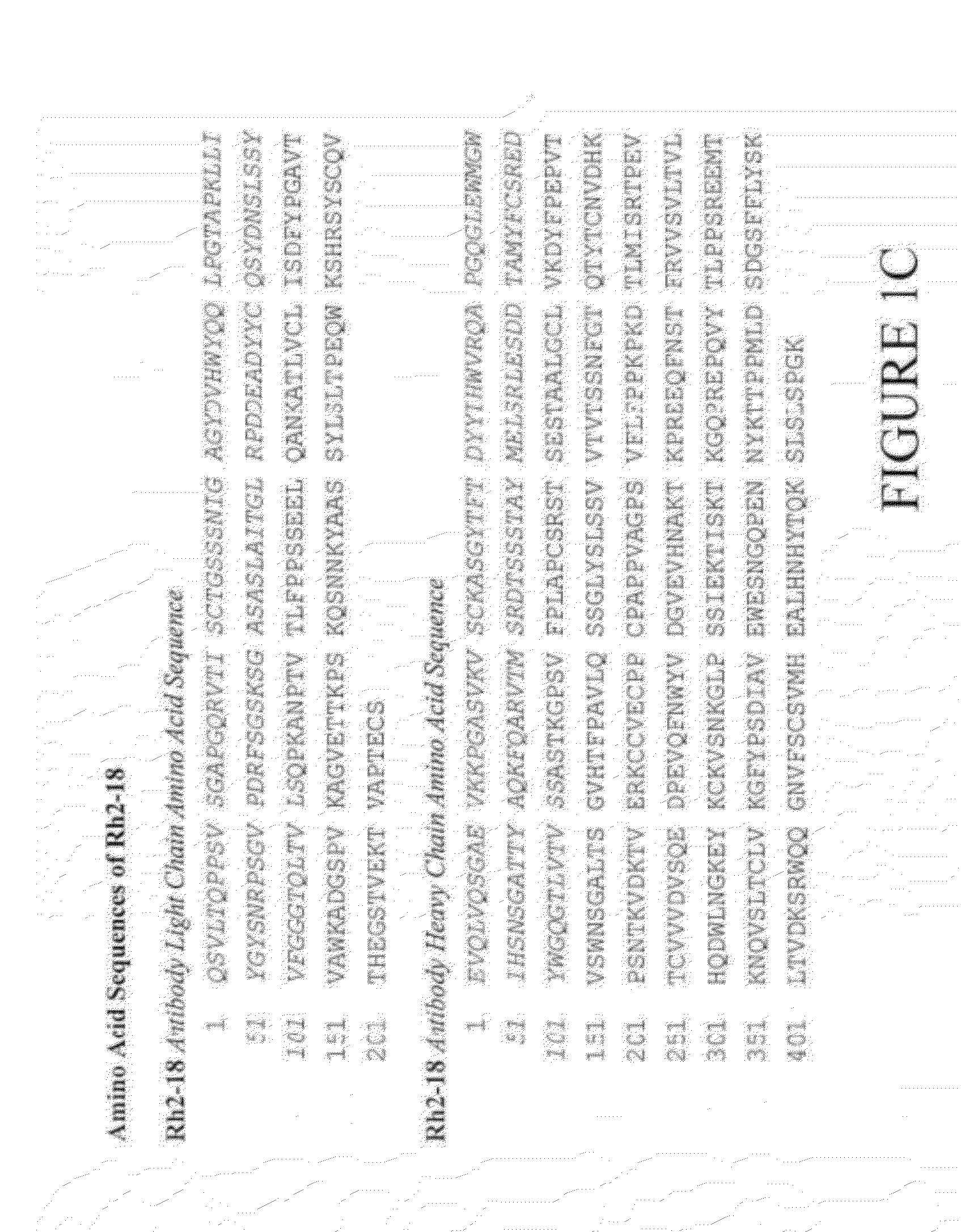 Antibodies specific for dkk-1