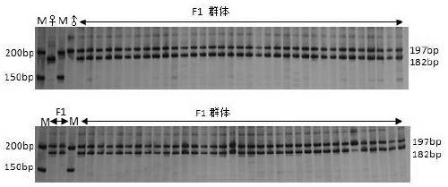 SSR primer for identifying purity of seed of fruit CucumissativusL. Lvmei No.1 and method