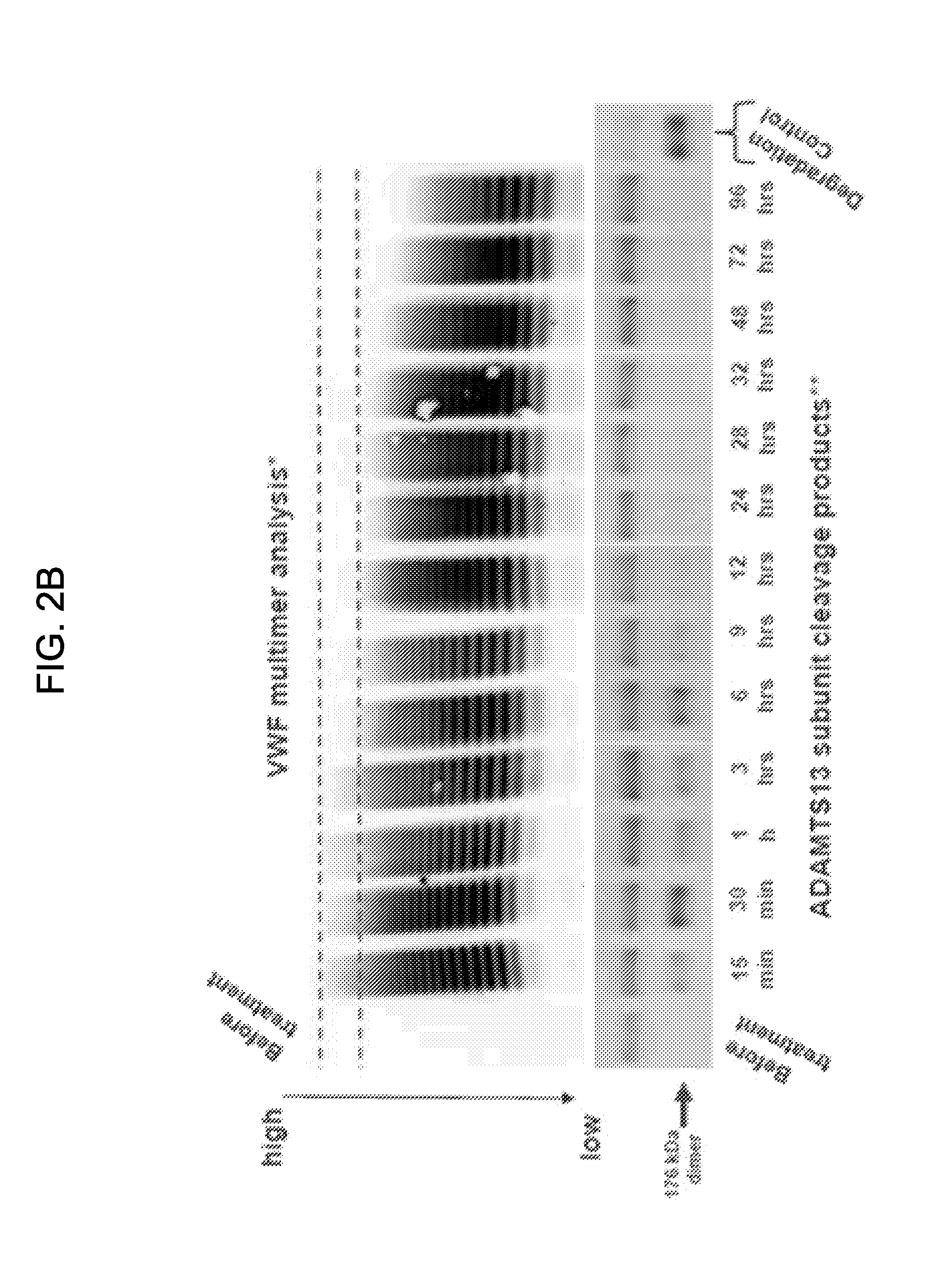 Treatment of coagulation disease by administration of recombinant vwf