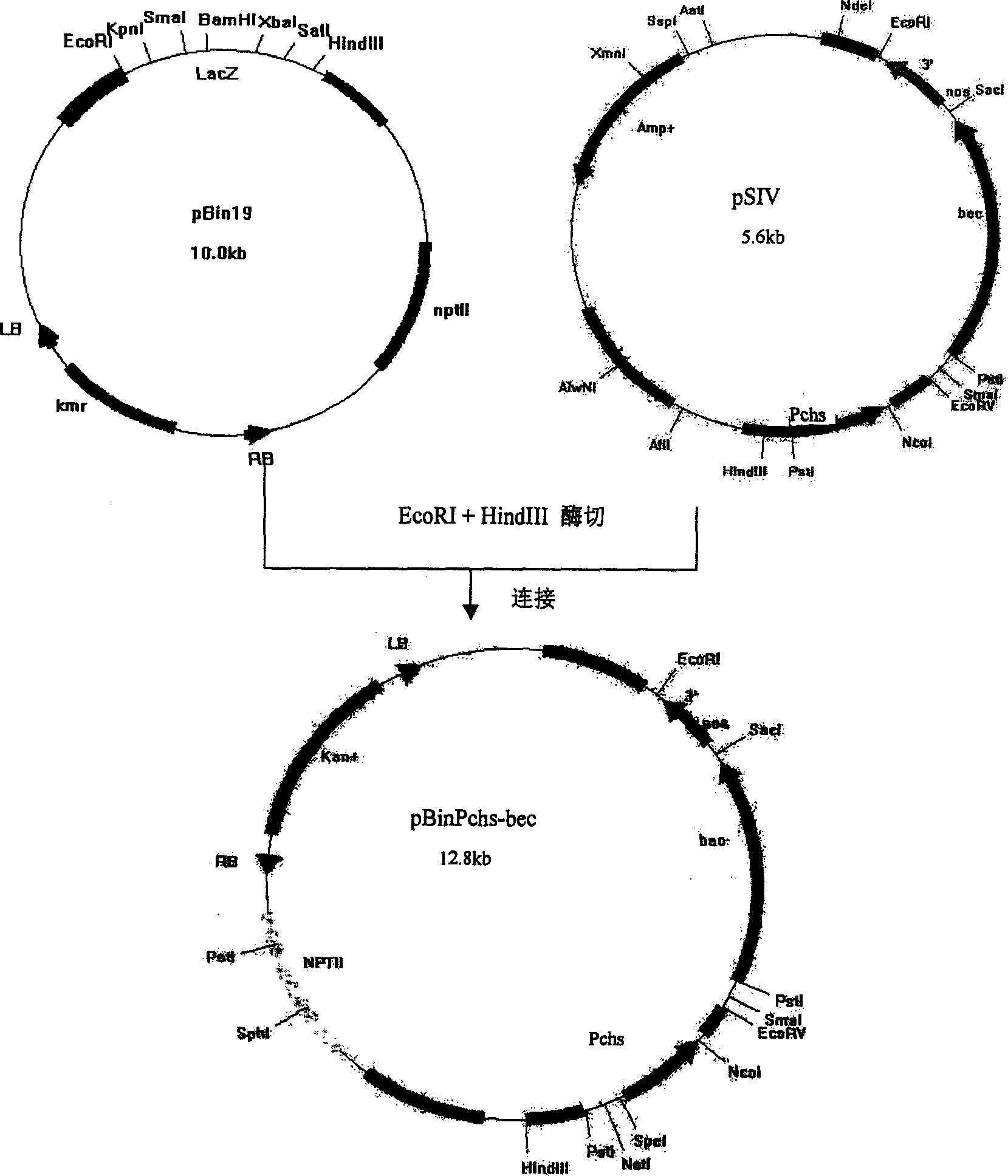 Specific expression carrier of bec gene in floral organ