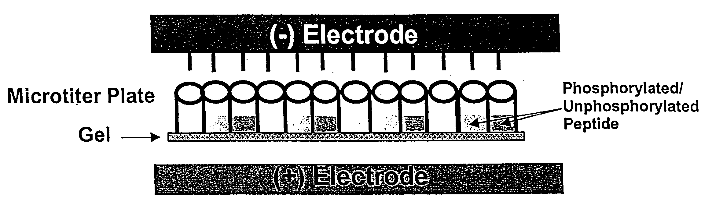 Microtiter plate format device and methods for separating differently charged molecules using an electric field