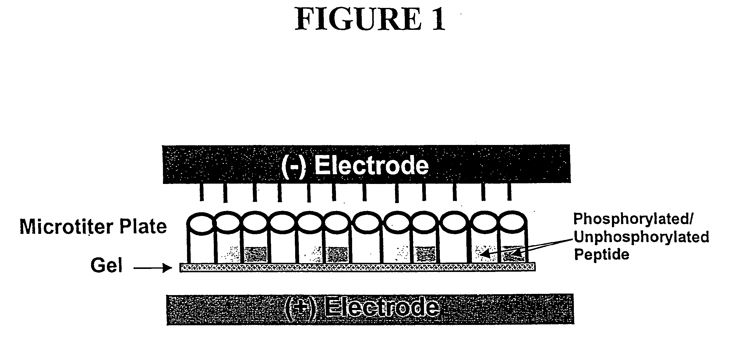 Microtiter plate format device and methods for separating differently charged molecules using an electric field