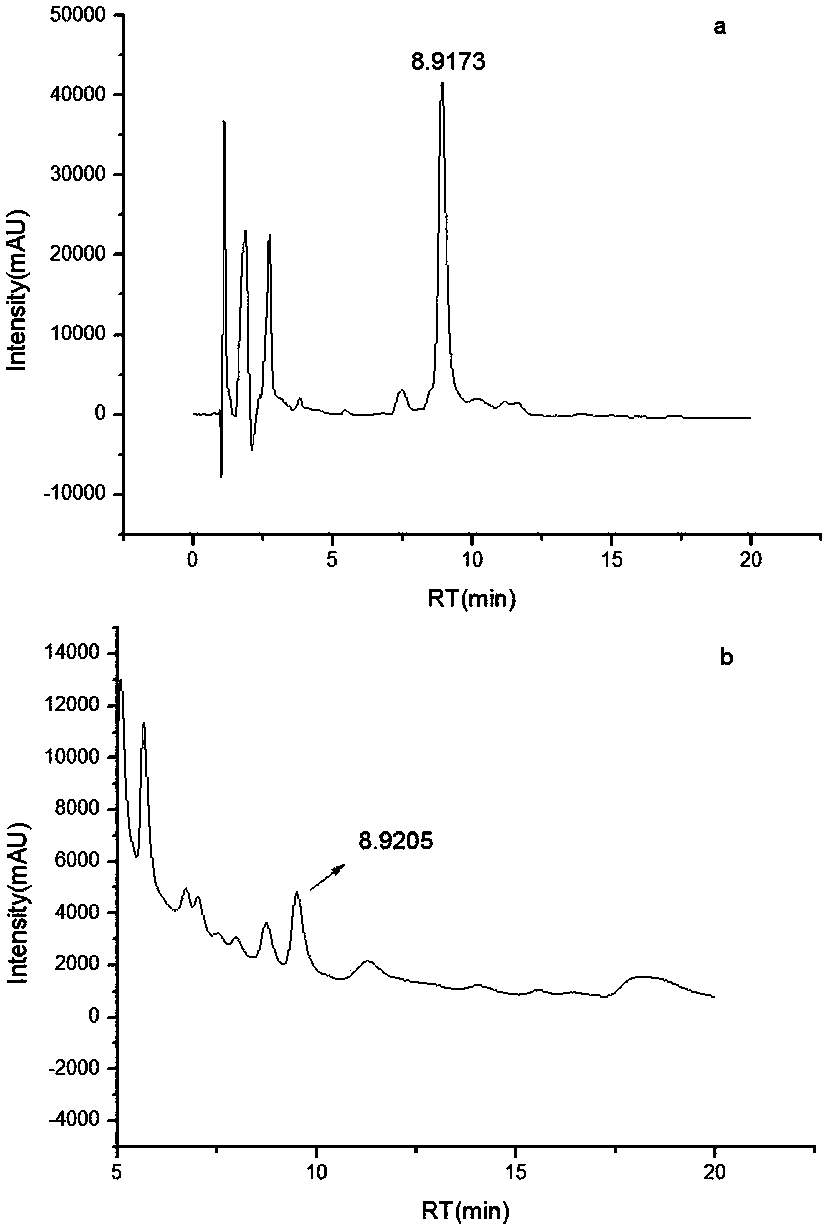 Xiangyang radix ophiopogonis endophytic penicillium oxalicum and application in steroid saponin preparation