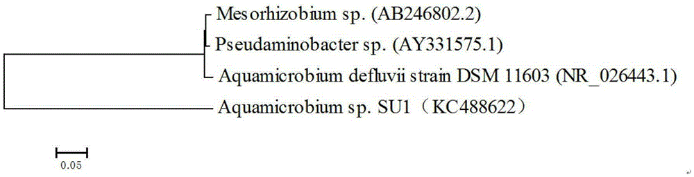 Water micro-bacteria active filler and preparation method thereof